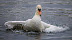 mute swan