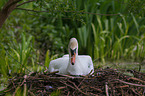 mute swan