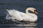 mute swan