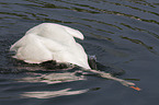 mute swan