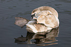 mute swan