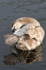 mute swan