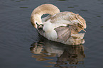 mute swan