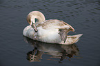 mute swan