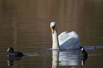 mute swan