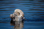 mute swan