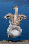 mute swan
