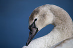 mute swan