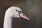 mute swan