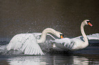 mute swans