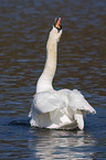 mute swan