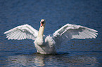 mute swan