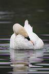 mute swan