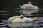 mute swans