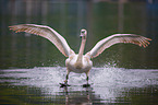 mute swan