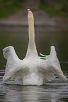 mute swan