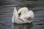 mute swan