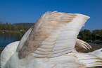 mute swan