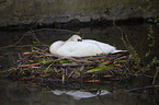 mute swan
