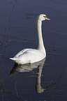 mute swan