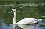 mute swan