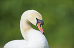 mute swan