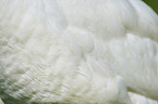 mute swan
