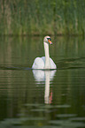 mute swan