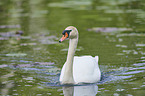 mute swan