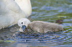 mute swans