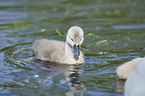 mute swan