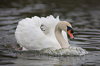 mute swan