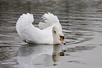 mute swan