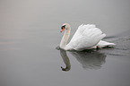 mute swan