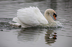 mute swan