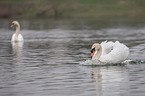 mute swans