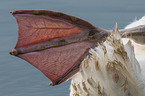 mute swan
