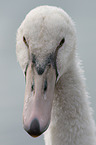 mute swan