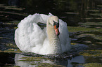 mute swans