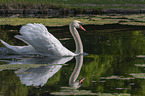 mute swans