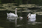 mute swans