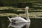 mute swans
