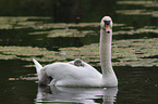 mute swans
