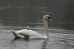 mute swans