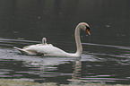 mute swans