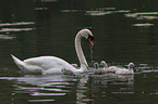 mute swans