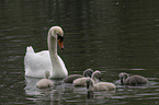 mute swans