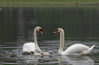 mute swans