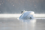 mute swan swims at the lake