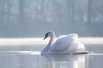 mute swan swims at the lake